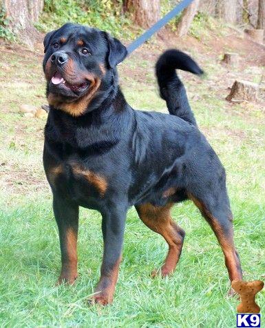 Rottweiler Puppies for Sale